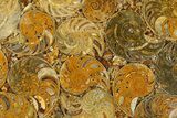 Composite Plate Of Agatized Ammonite Fossils #280999-1